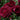 Twilight Zone Rose