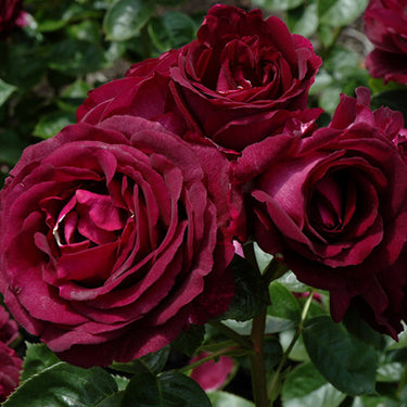 Twilight Zone Rose