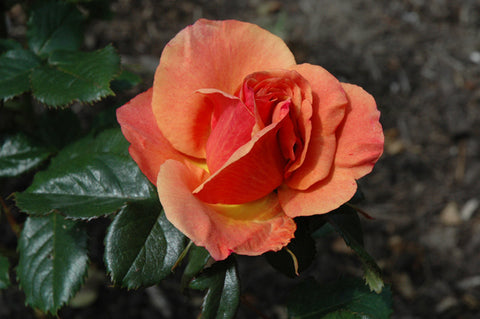 grandiflora rose