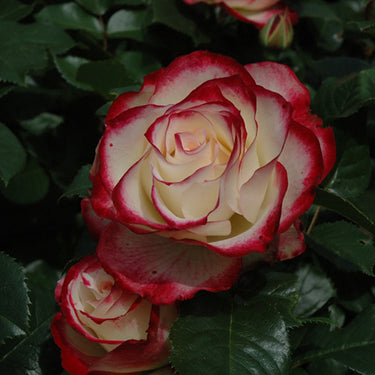 Cherry Parfait Rose