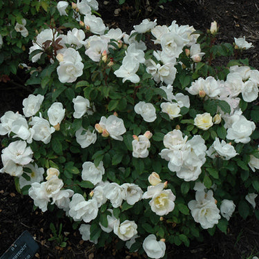 White Knock Out® Rose