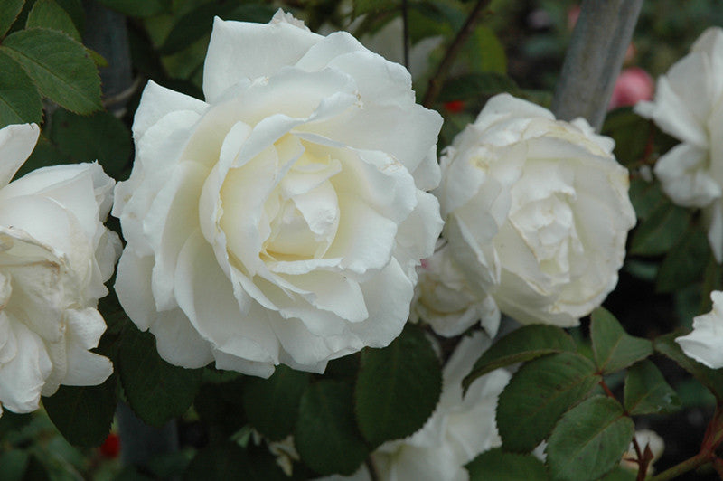Pike Nursery Cloud 10 Rose - Thumbnail 2