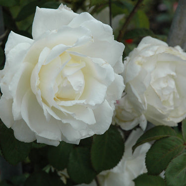 Cloud 10 Rose