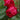 Red Eden Rose