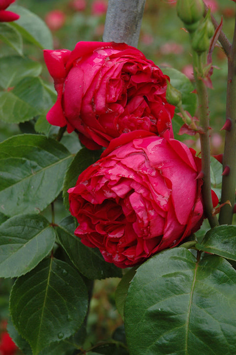 Red Eden Rose
