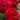 Tess Of The D'Urbervilles Rose