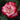 Dick Clark Rose