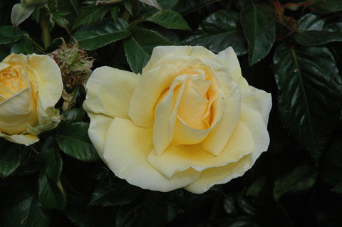 Sunshine Daydream Rose