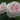 Francis Meilland Rose