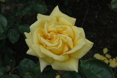 Oregold Rose