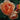 Lady Of Shalott Rose