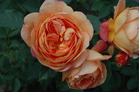 Lady Of Shalott Rose