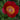 Memorial Gem Peony