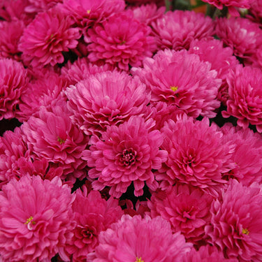 Garden Mum, Pink / Purple
