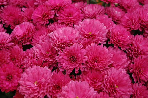 Garden Mum, Pink / Purple