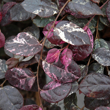 Jazz Hands® Variegated Loropetalum