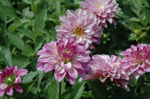 Dahlinova Hypnotica® Purple Bicolor Dahlia