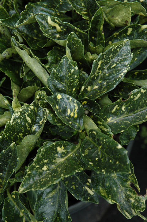 aucuba indoor plant Dwarf Gold Dust Aucuba – Pike Nursery