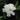 Double Mint Gardenia