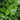 Curled-Leaf Japanese Privet