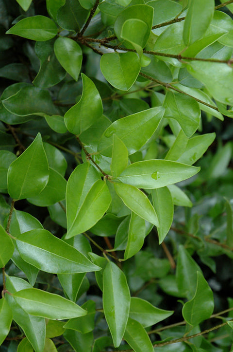 Curled-Leaf Japanese Privet