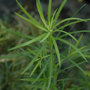Shrubby Podocarpus