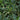 Variegated Radicans Gardenia