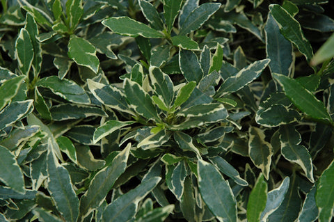 Variegated Radicans Gardenia