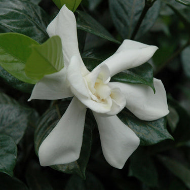 August Beauty Gardenia