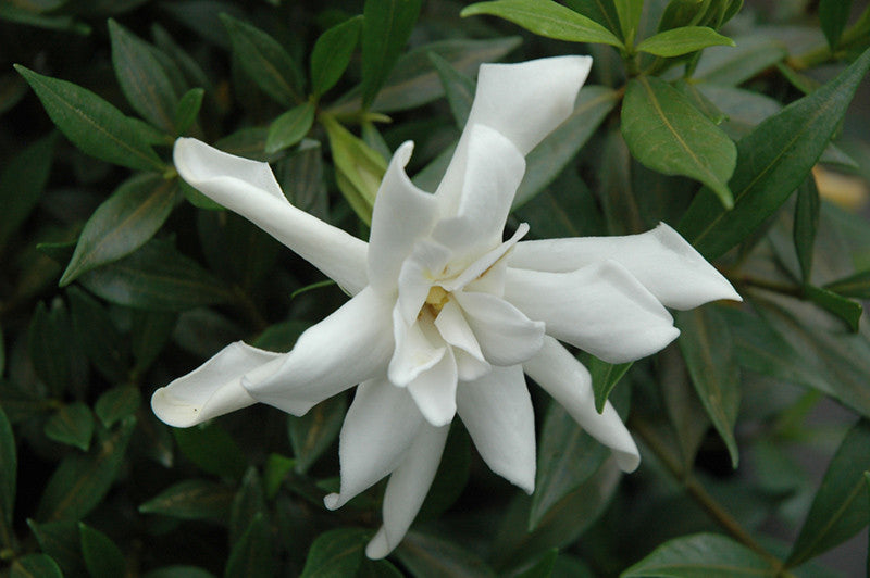 Pike Nursery Gardenia
