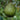 Kieffer Pear