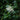 Madison Star-Jasmine