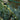 Blue Cascade® Evergreen Distylium