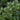 Dwarf Burford Chinese Holly