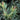 Coppertone Evergreen Distylium