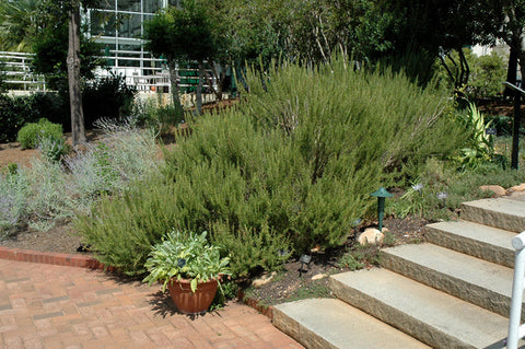 indoor rosemary plant near me Rosemary Herb – Pike Nursery