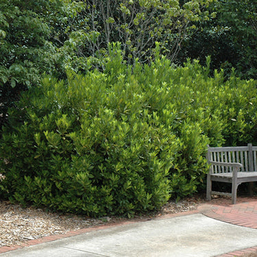 Yellow Anise Tree