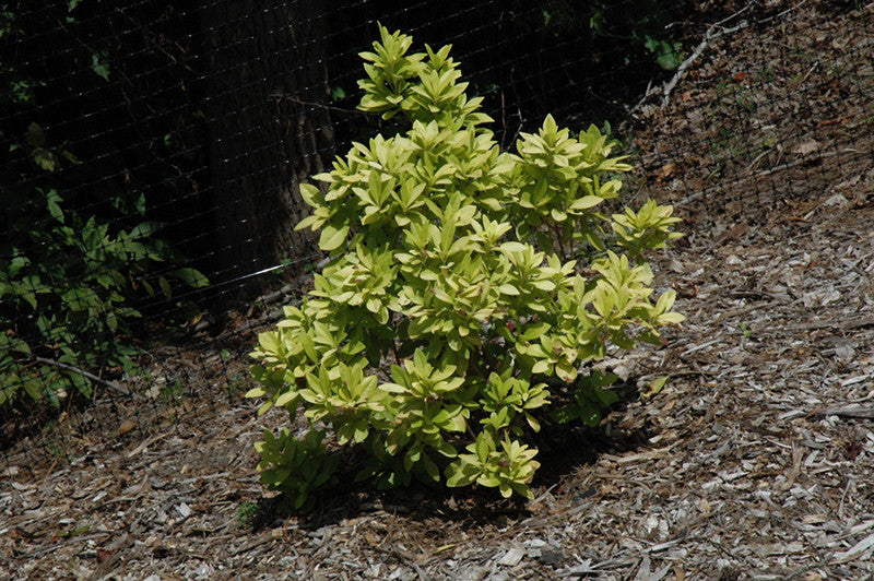 Florida Sunshine Anise – Pike Nursery