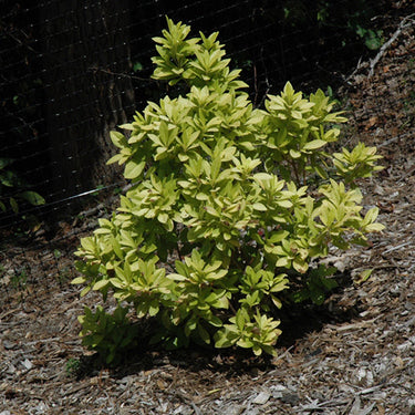 Florida Sunshine Anise