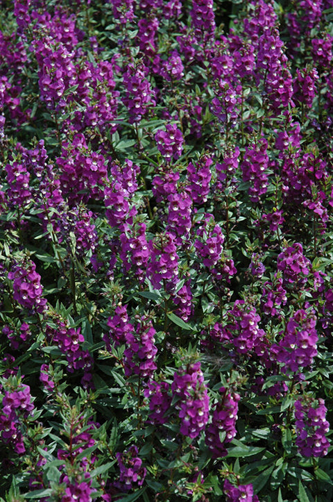 Angelonia Mixed