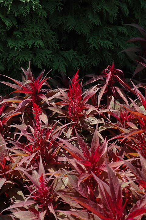 Dragon's Breath Plumed Celosia