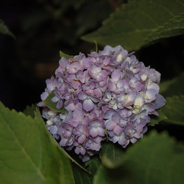 Nantucket Blue Hydrangea