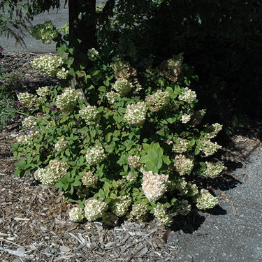 Strawberry Sundae® Hydrangea