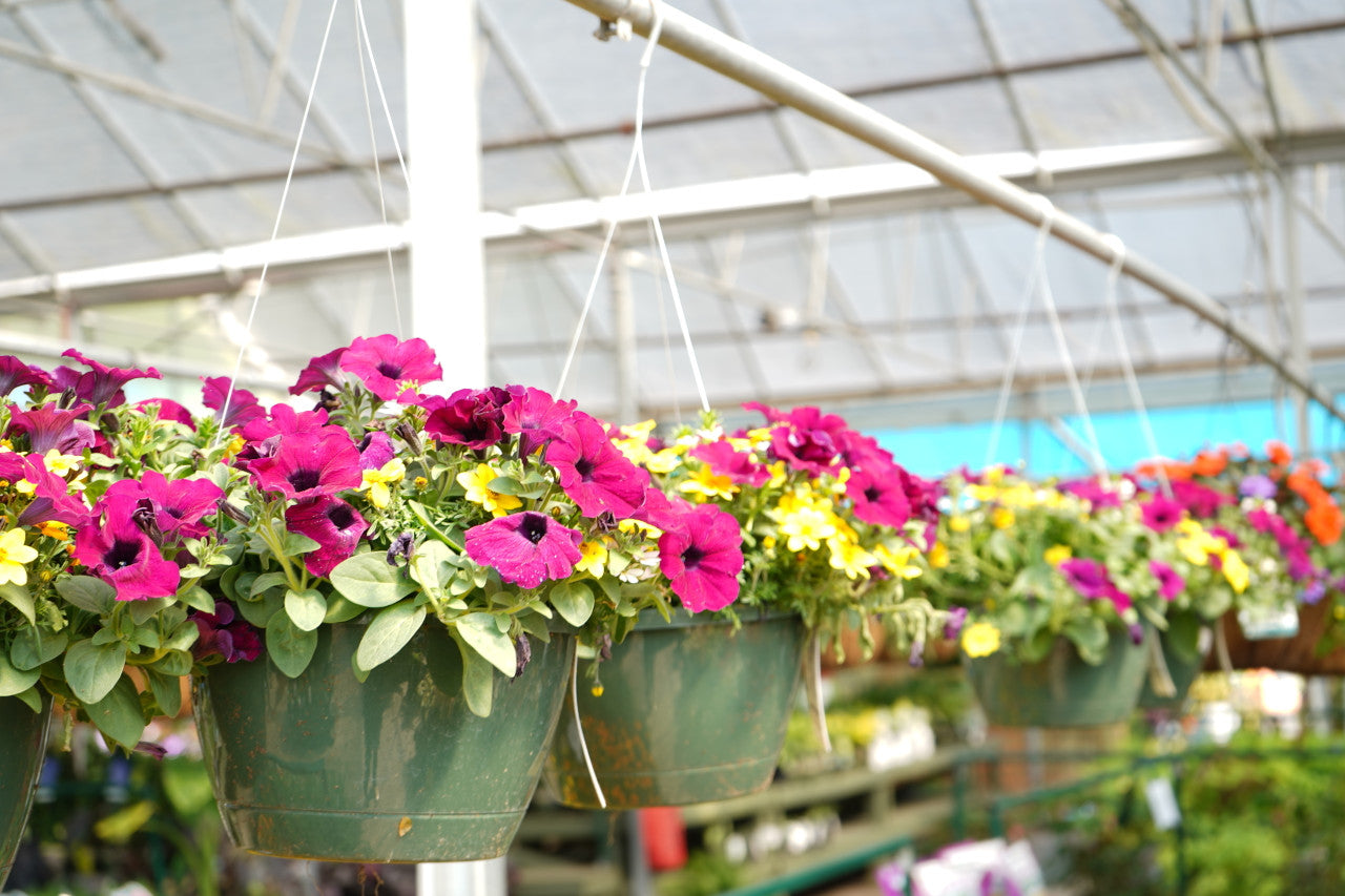 annuals Pike Nursery