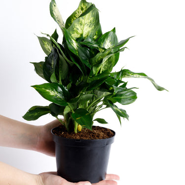 Dumb Cane Dieffenbachia