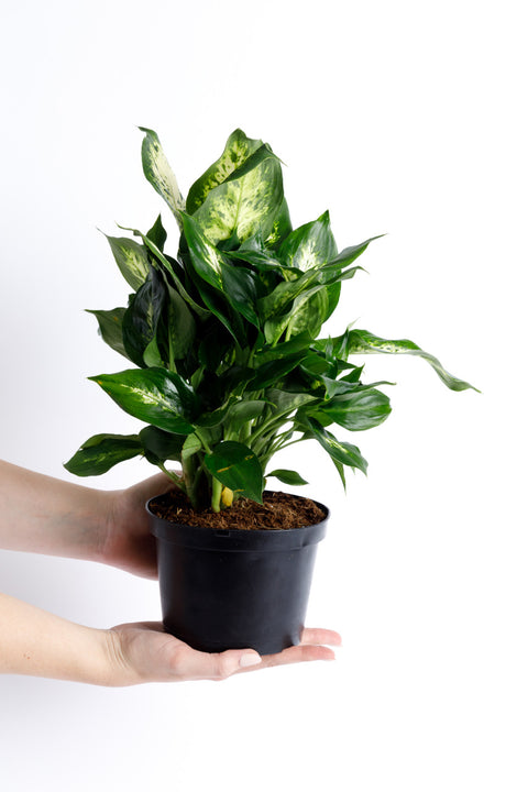 chinese evergreen dieffenbachia Dumb Cane Dieffenbachia