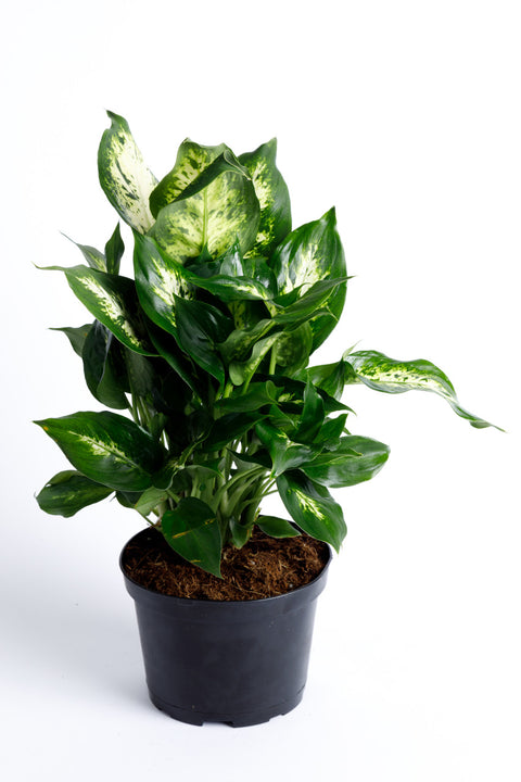 dieffenbachia assorted Dumb Cane Dieffenbachia