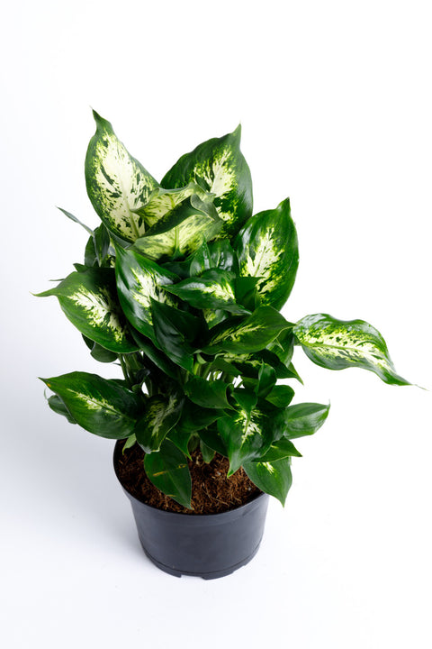 dieffenbachia bali hai Dumb Cane Dieffenbachia – Pike Nursery