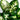 Dumb Cane Dieffenbachia