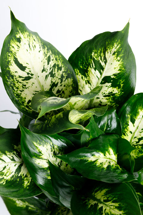 dieffenbachia planter Dumb Cane Dieffenbachia